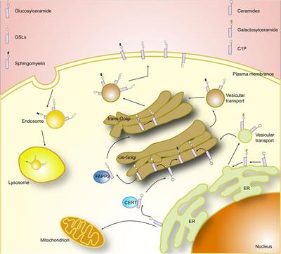 Dysregulation of sphingolipid metabolism in pain